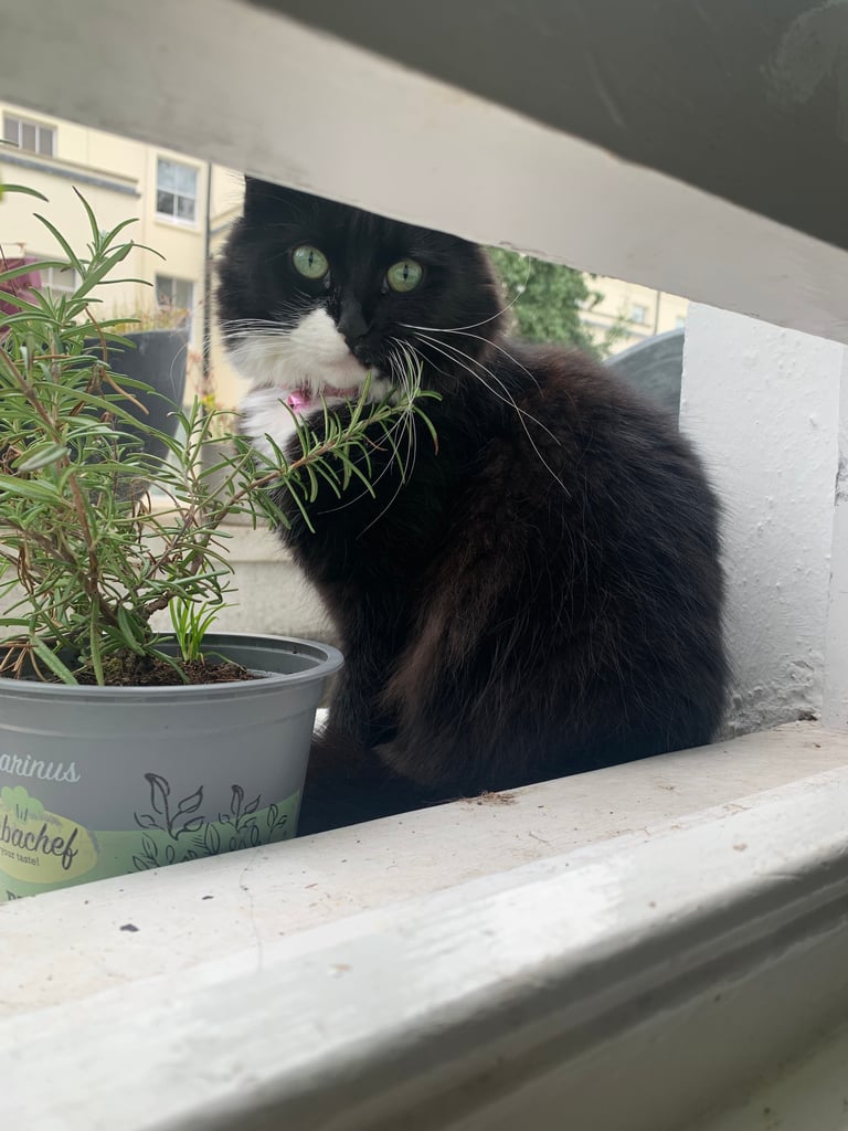 Female Cat 