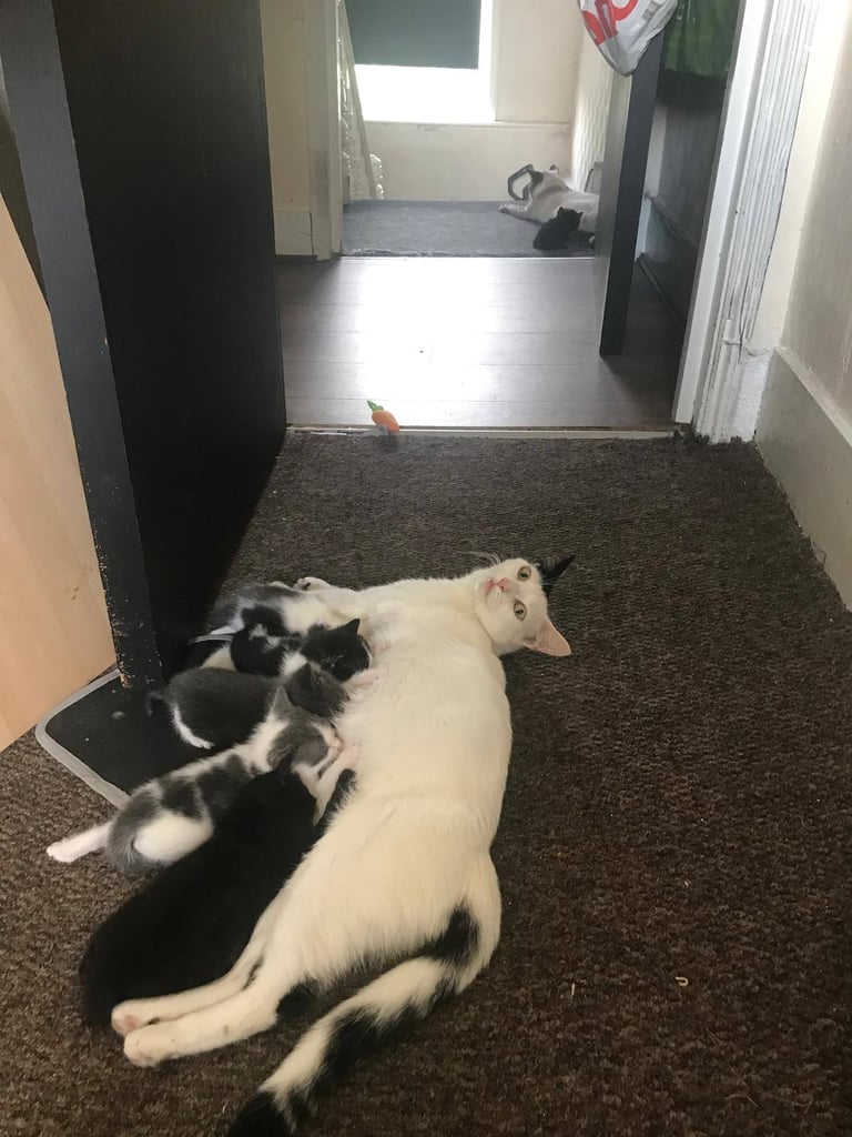Winter & Betty – Two Loving Siblings Looking for Homes 💕