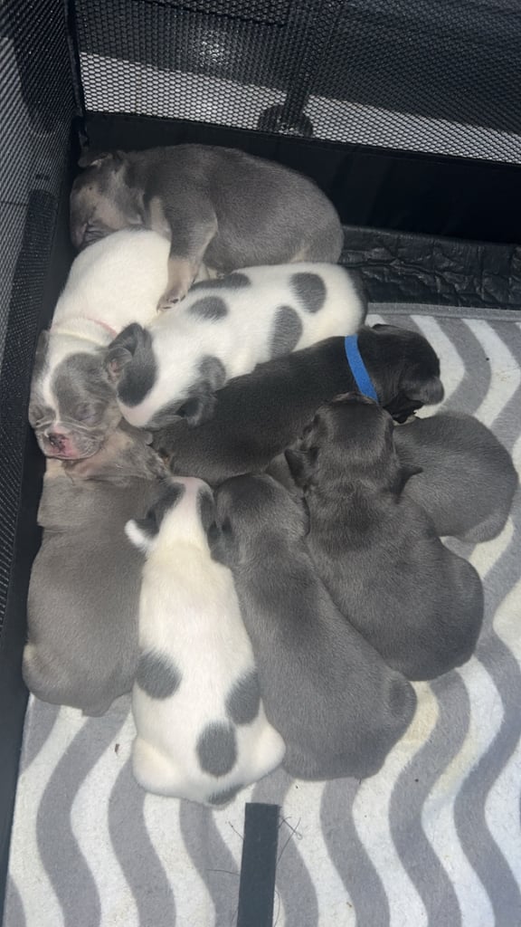 French bulldog pups 