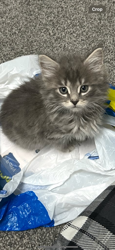 Male Kittens looking for home together 