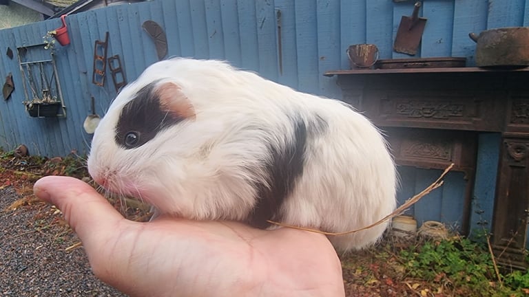 image for Guinea Pigs