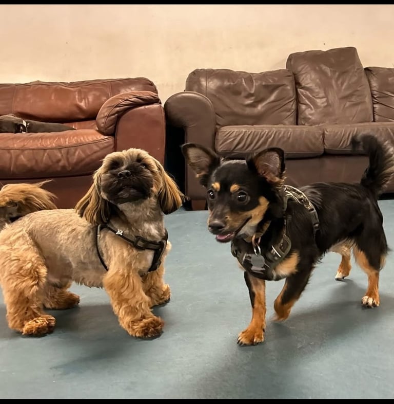 Miniature pinscher male