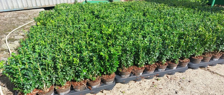 image for Box Hedging 