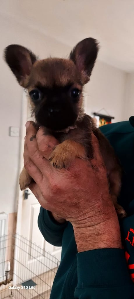 8 week old shitzu cross frenchie 