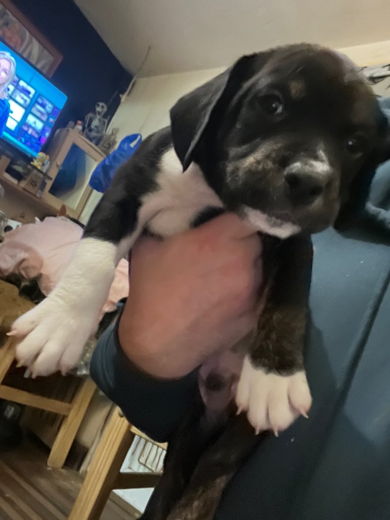 Old Tyme English Bulldog x Sproodle Puppy - Boy