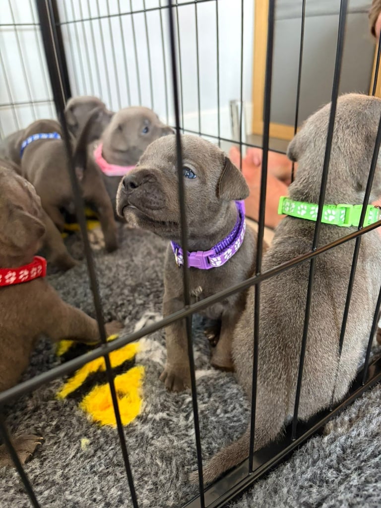 Kc reg blue Staffordshire bull terrier 