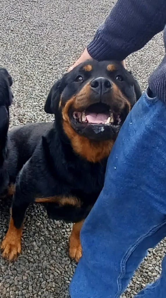 Rottweiler female