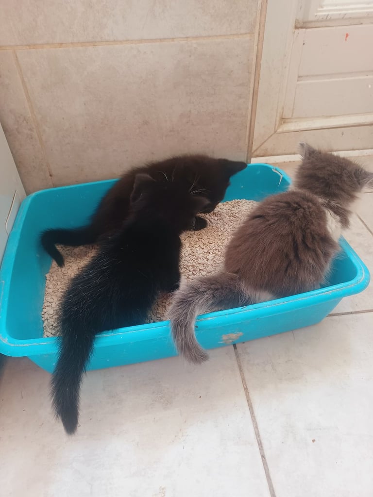 New home needed