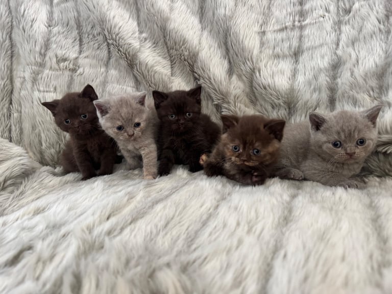 Gccf Champion Sired British Shorthair Kittens 