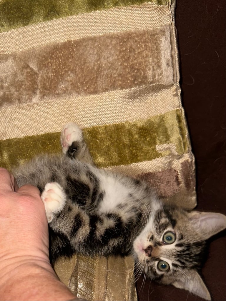 Stunning fluffy and short haired ready now