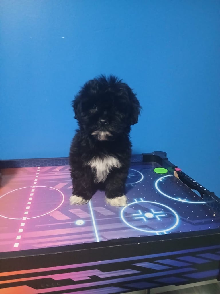 miniture shihtzu puppy