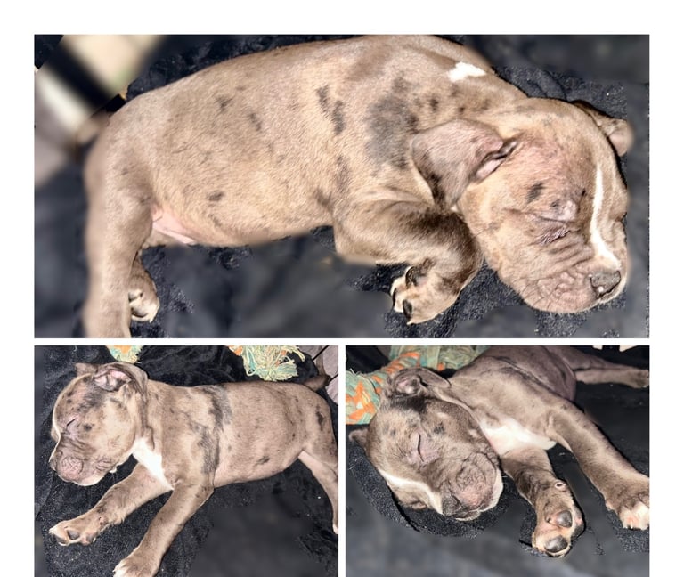 Gorgeous Merle cane corso X staffy pups 