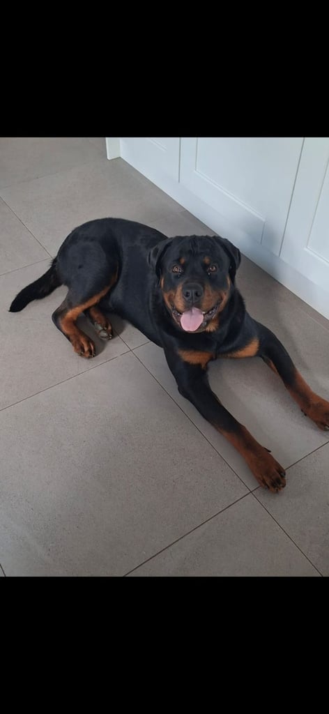 Rottweiler Puppy For Sale 