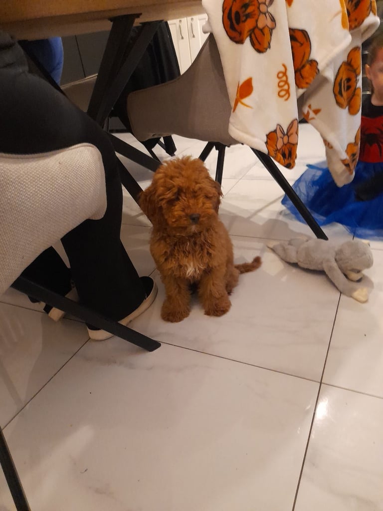 Wee cocapoo for sale 5 mnths old joyful wee sole genuine family reson for selling him