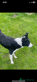 Gorgeous female Border Collie NOW REDUCED !!!!!!!!!!!!!!!!!