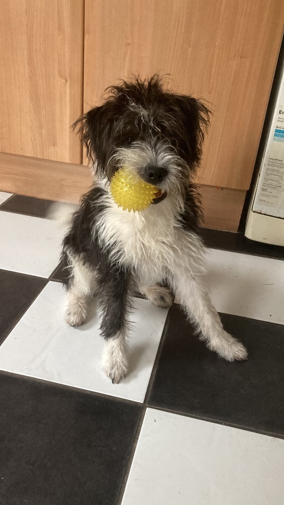 Rehoming only to a good home