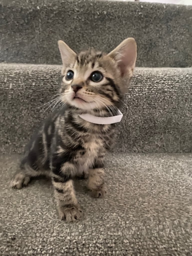 4 beautiful Bengal X kittens Boys £200