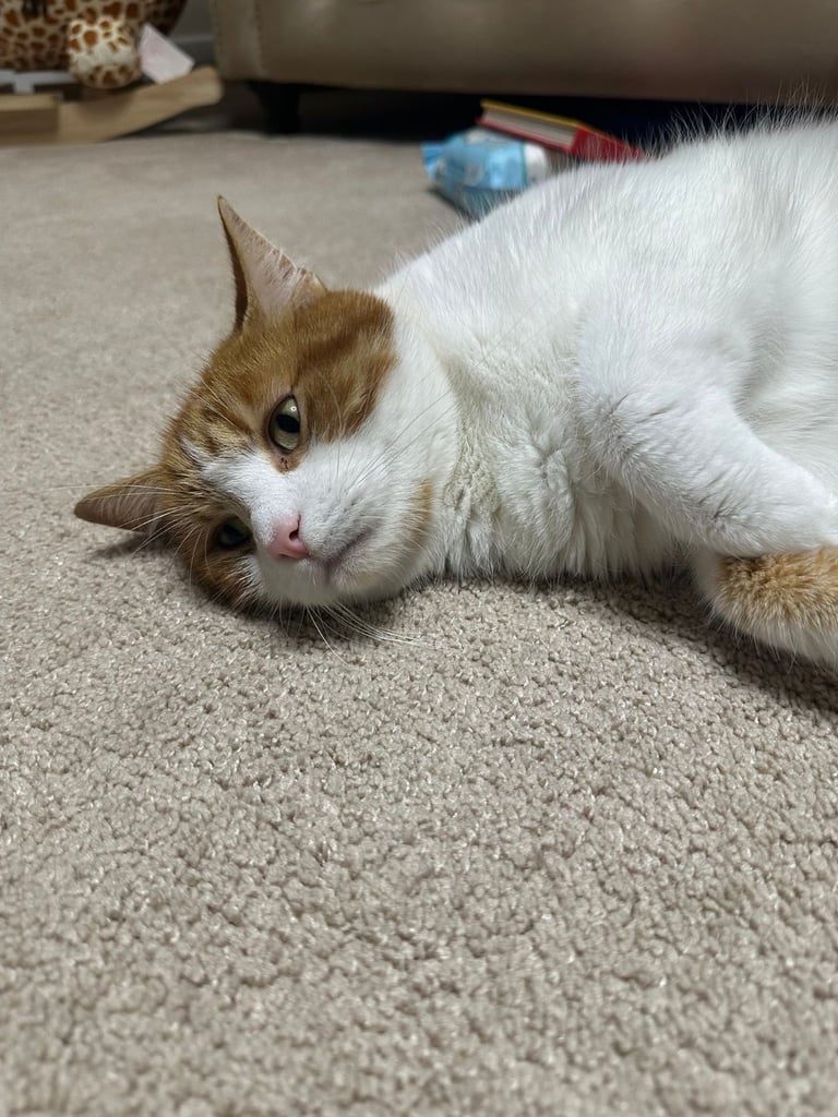 Tyson male cat
