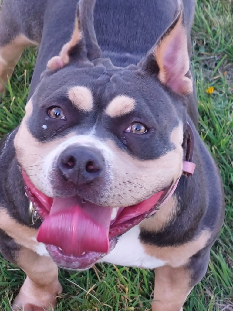 pocket bully for sale 