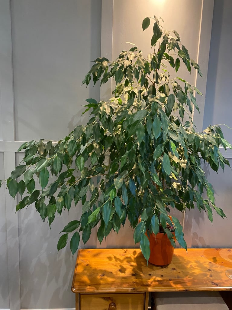 Large, Beautiful and healthy ficus exotica house plant