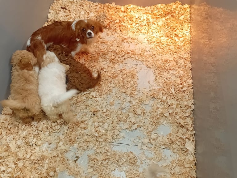 Cavachon
