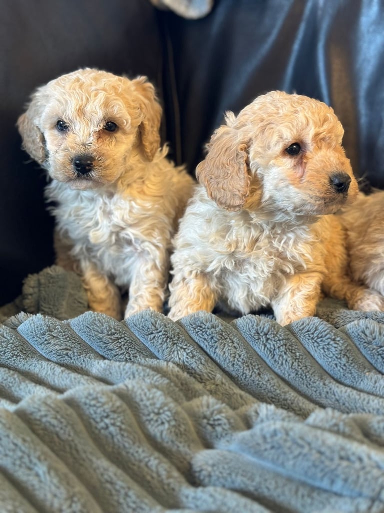 🐶 Cockapoo puppies 🐶