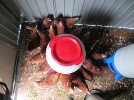 Point of lay chickens for sale