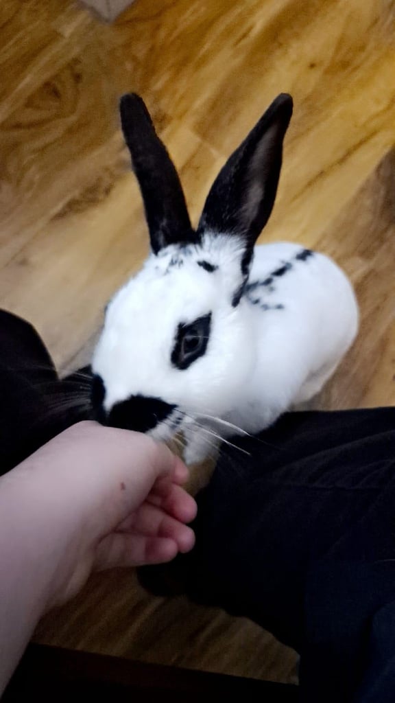 image for Neutered male rabbit 