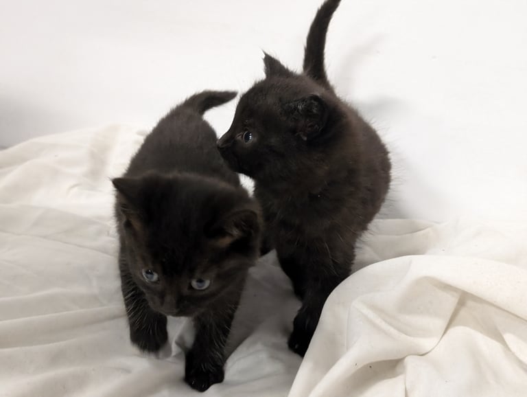 Cross ragdoll kittens x5