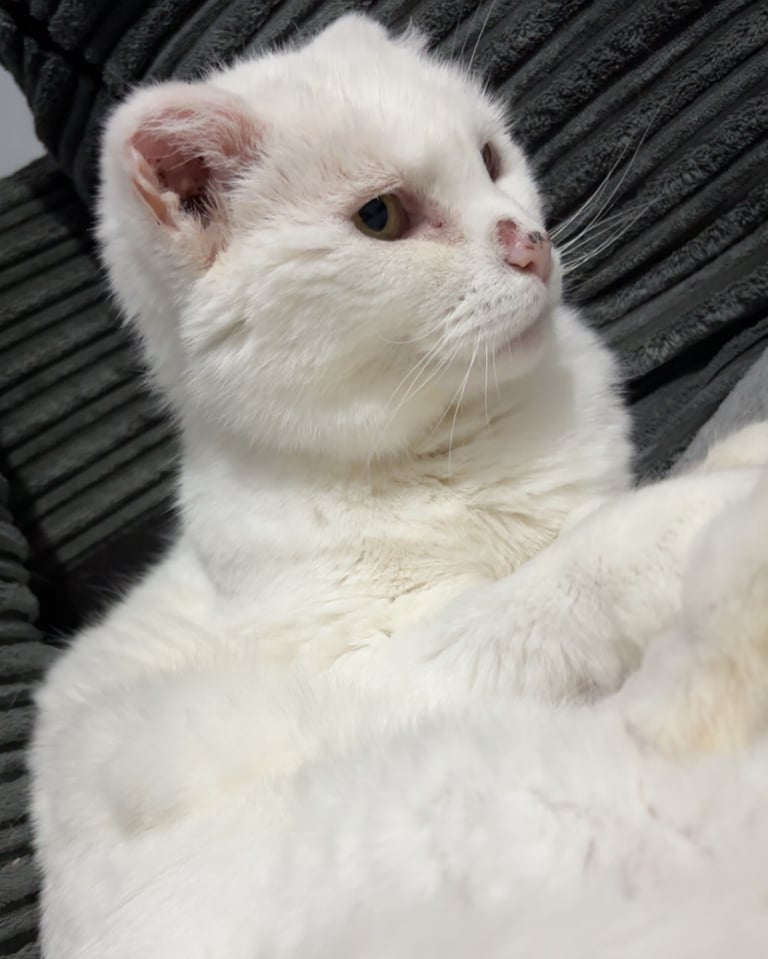 Rescue cat