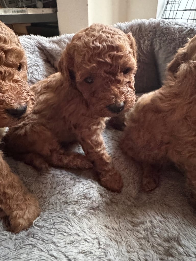 image for Red toy poodle puppies. Ready now