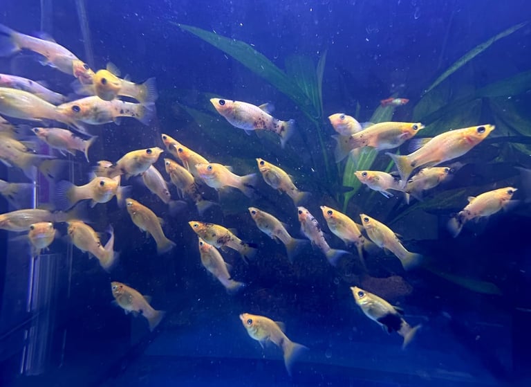Gold Lyretail Mollie / Calico Gold Lyretail Mollie (Fish Tank Aquarium)