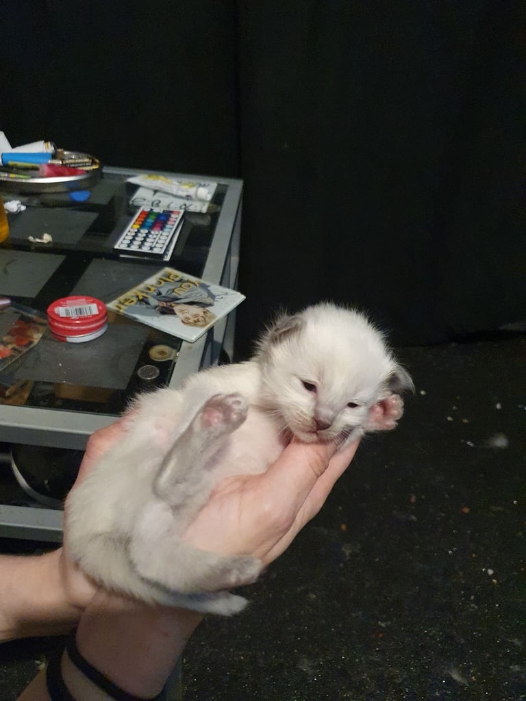 Ragdoll kittens for sale 