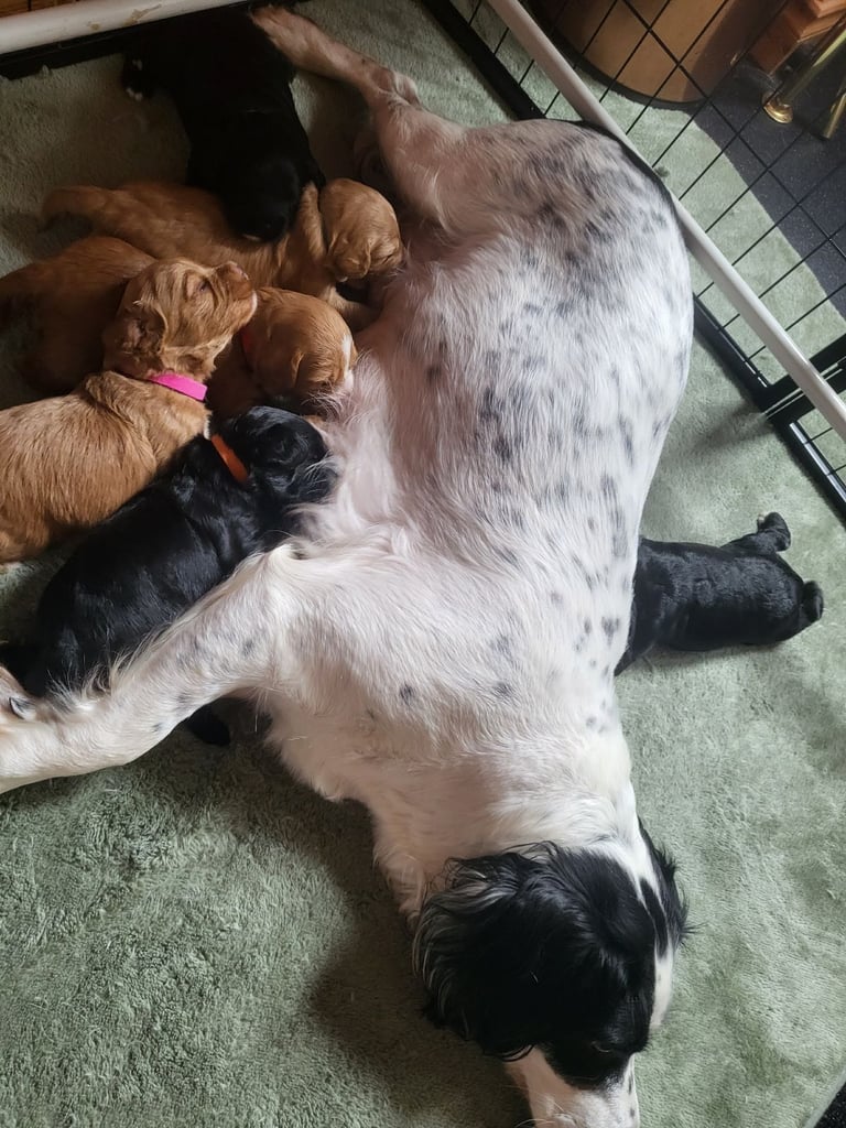 Sproodle puppies