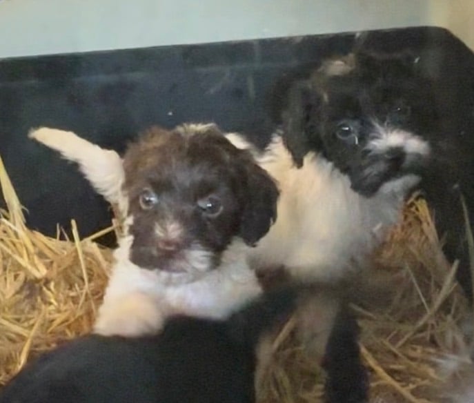 Cockapoo puppies 