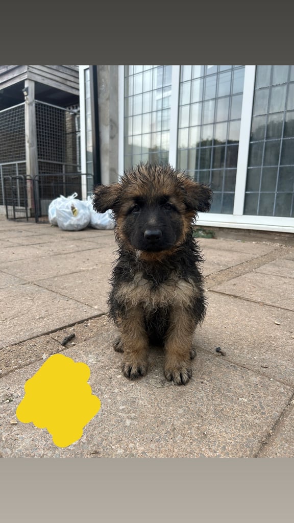 4 x bitches ready 1 week! 21/10/25 gsd pups German shepherd puppies! Lovely temperments! 