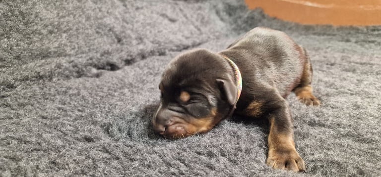 Top Line Doberman Puppies