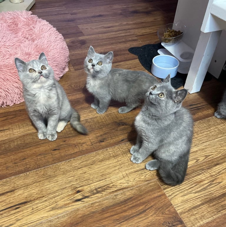 British Shorthair girls and boy looking for a new home