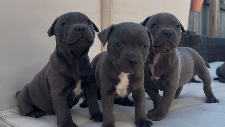 blue staffy puppies