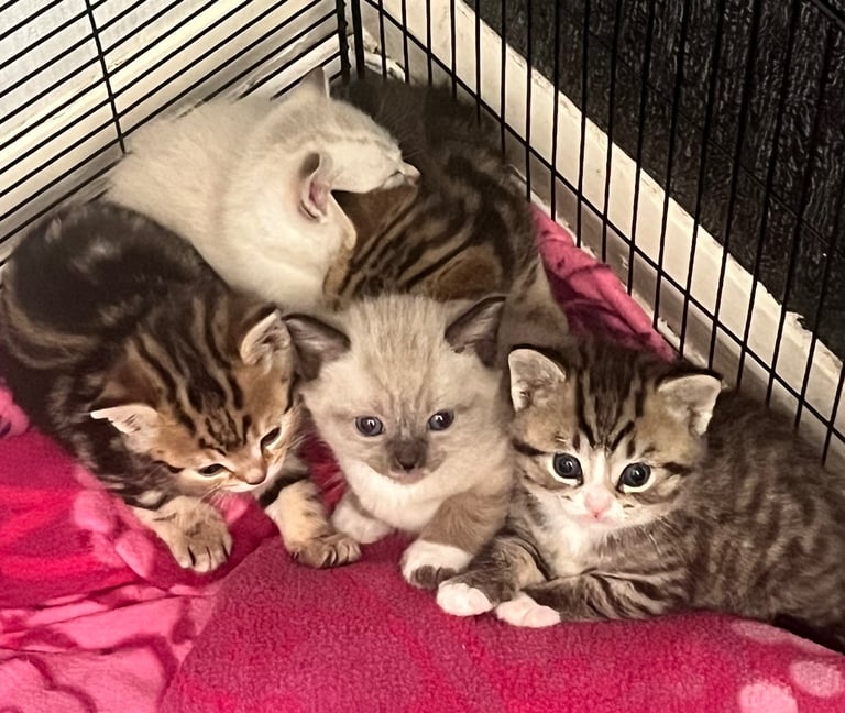 8week old British short hair 