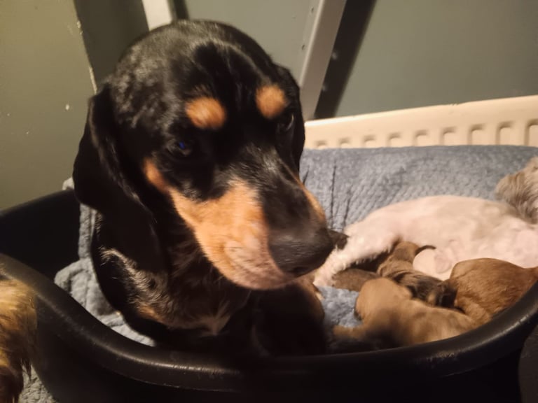 Beautiful dachshund cross cava-tzu for sale