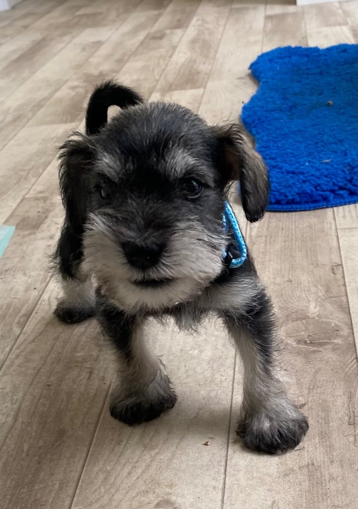 Samoyed Teacup White Dog Samoyed Dogs Getting A Samoyed 19+