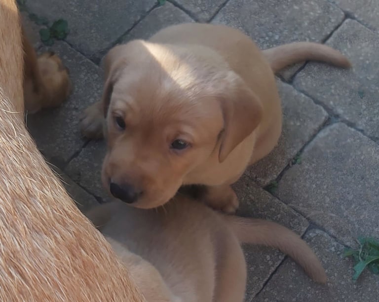 male fox red labrador  pup