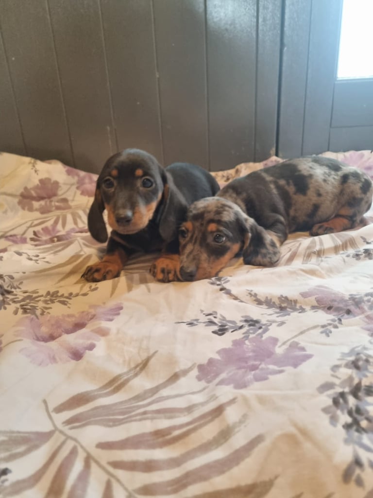 Miniature dachshund