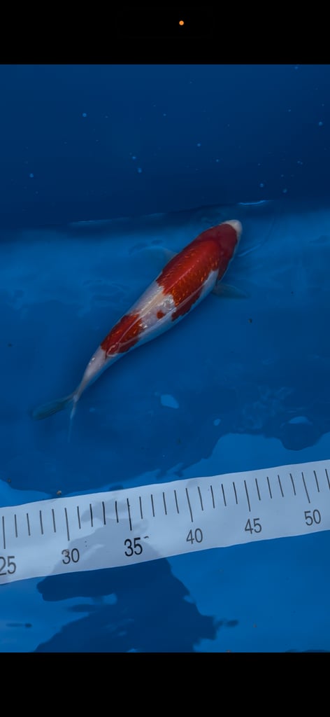 6 beautiful koi for sale(All must go together)