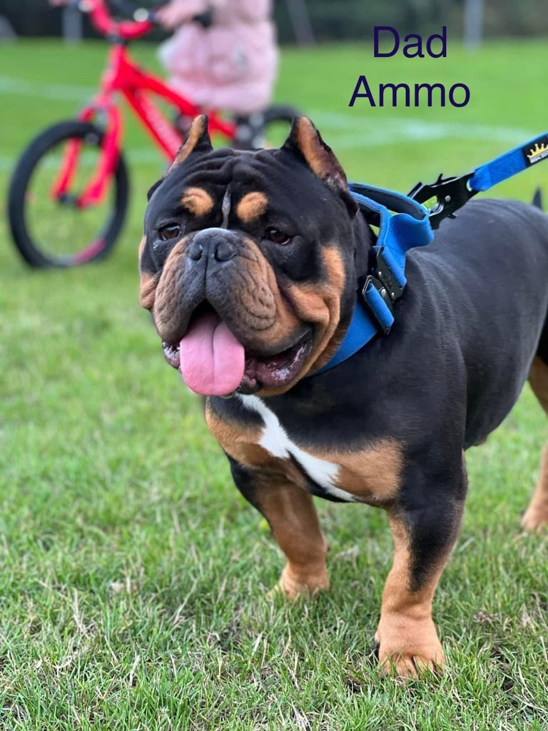 Pedigree pocket bully pups for sale! 