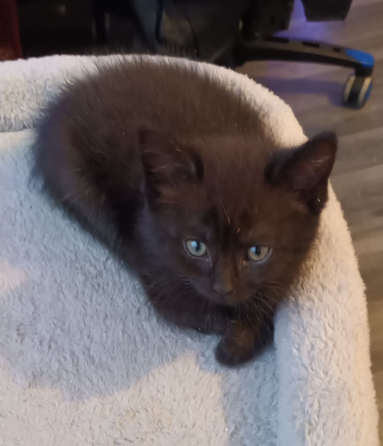 British shorthair/black ghost tabbys