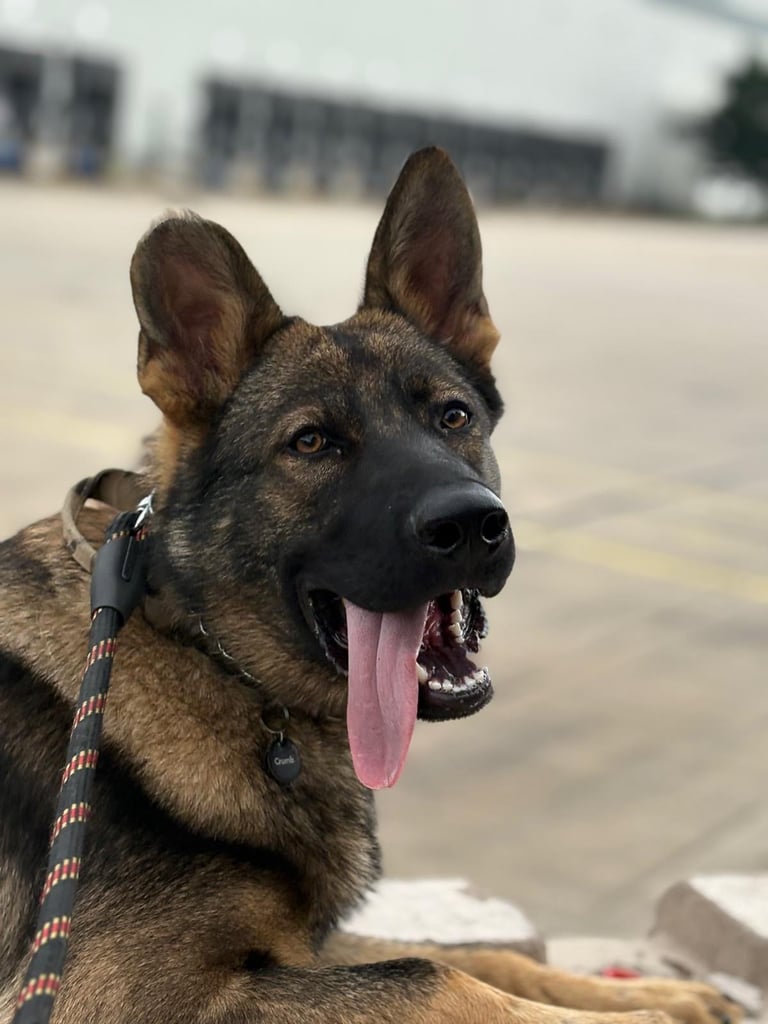 KC Registered - German shepherd 