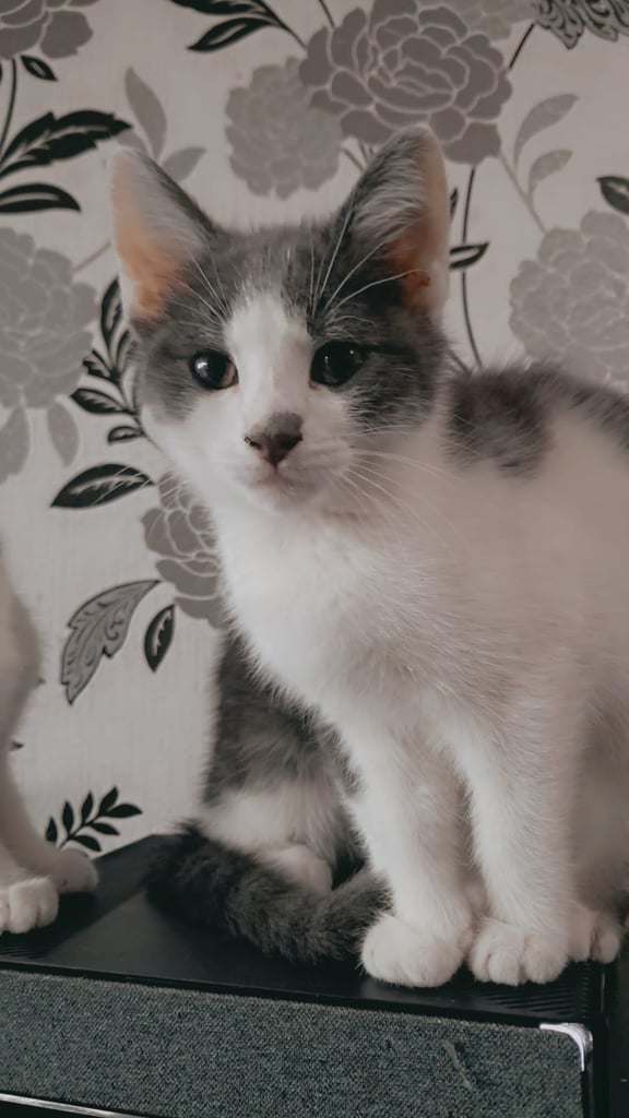 image for 20 weeks old beautiful kitten