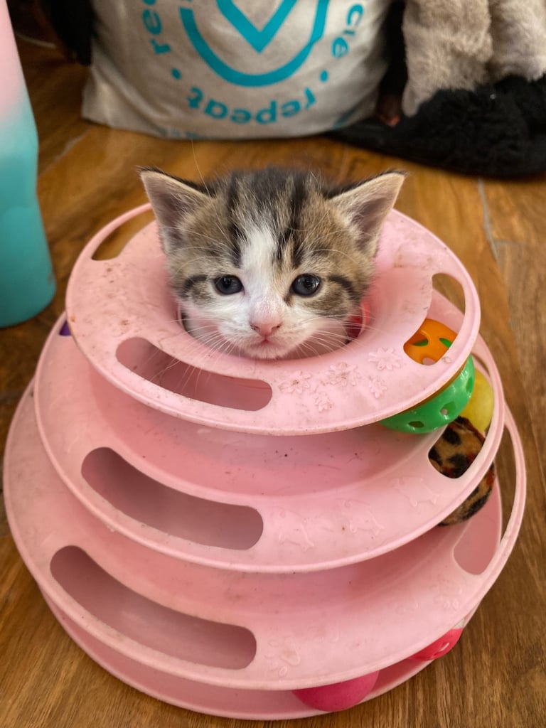 Kittens / Cats